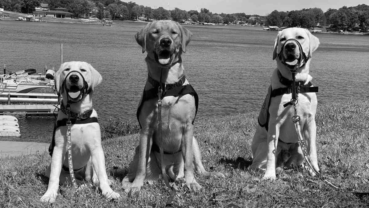 Very First Service Dog Service Dogs Help IOWA Veterans, First Responders – World Veterans