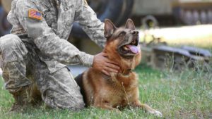 IOWA Service Dogs